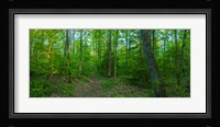 Forest, Great Smoky Mountains National Park, Blount County, Tennessee, USA Fine Art Print