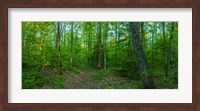 Forest, Great Smoky Mountains National Park, Blount County, Tennessee, USA Fine Art Print