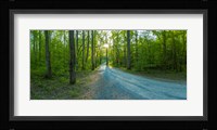 Dirt road passing through a forest, Great Smoky Mountains National Park, Blount County, Tennessee, USA Fine Art Print