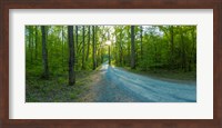 Dirt road passing through a forest, Great Smoky Mountains National Park, Blount County, Tennessee, USA Fine Art Print