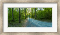 Dirt road passing through a forest, Great Smoky Mountains National Park, Blount County, Tennessee, USA Fine Art Print