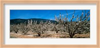 Cherry blossom, Mont Ventoux, Provence-Alpes-Cote d'Azur, France Fine Art Print