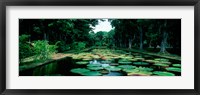 Lily pads floating on water, Pamplemousses Gardens, Mauritius Island, Mauritius Fine Art Print