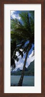 Palm tree on Cook's Bay with Mt Mouaroa in the Background, Moorea, Society Islands, French Polynesia Fine Art Print