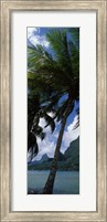 Palm tree on Cook's Bay with Mt Mouaroa in the Background, Moorea, Society Islands, French Polynesia Fine Art Print