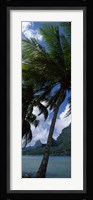 Palm tree on Cook's Bay with Mt Mouaroa in the Background, Moorea, Society Islands, French Polynesia Fine Art Print