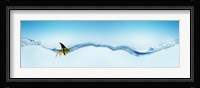 Goldfish wearing shark fin Fine Art Print
