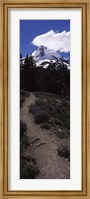 Wildflowers along a trail with mountain in the background, Cloud Cap Trail, Mt Hood, Oregon, USA Fine Art Print