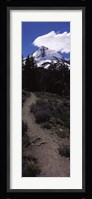 Wildflowers along a trail with mountain in the background, Cloud Cap Trail, Mt Hood, Oregon, USA Fine Art Print
