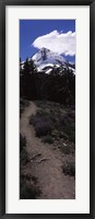 Wildflowers along a trail with mountain in the background, Cloud Cap Trail, Mt Hood, Oregon, USA Fine Art Print