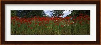 Flanders field poppies (Papaver rhoeas) in a field, Anacortes, Fidalgo Island, Skagit County, Washington State Fine Art Print