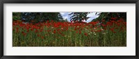 Flanders field poppies (Papaver rhoeas) in a field, Anacortes, Fidalgo Island, Skagit County, Washington State Fine Art Print