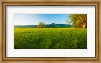 Lone oak tree in a field, Cades Cove, Great Smoky Mountains National Park, Tennessee, USA Fine Art Print