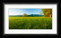 Lone oak tree in a field, Cades Cove, Great Smoky Mountains National Park, Tennessee, USA Fine Art Print