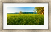 Lone oak tree in a field, Cades Cove, Great Smoky Mountains National Park, Tennessee, USA Fine Art Print