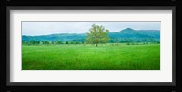 Agricultural field with mountains in the background, Cades Cove, Great Smoky Mountains National Park, Tennessee, USA Fine Art Print