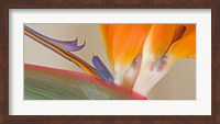 Close Up of Strelitzia in bloom, California Fine Art Print