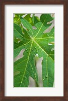 Raindrops on papaya tree leaf, La Digue, Seychelles Fine Art Print