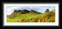 Gorse bushes growing on Arthur's Seat, Edinburgh, Scotland Fine Art Print