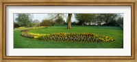 Tulips in Hyde Park, City of Westminster, London, England Fine Art Print