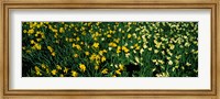 Daffodils in Green Park, City of Westminster, London, England Fine Art Print