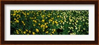 Daffodils in Green Park, City of Westminster, London, England Fine Art Print