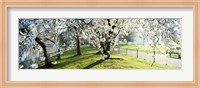 Cherry blossom in St. James's Park, City of Westminster, London, England Fine Art Print