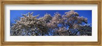 Top of a Cherry blossom, St. James's Park, London, England Fine Art Print