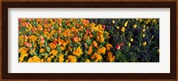 Flowers in Hyde Park, City of Westminster, London, England Fine Art Print
