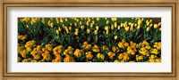 Yellow Flower Bed, Hyde Park, City of Westminster, London, England Fine Art Print