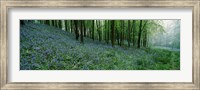 Bluebell Wood near Beaminster, Dorset, England Fine Art Print