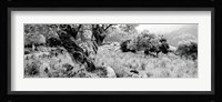 Olive Grove, Majorca, Balearic Islands, Spain Fine Art Print
