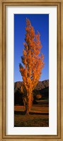 Poplar tree on Golf Course, Queenstown, South Island, New Zealand Fine Art Print