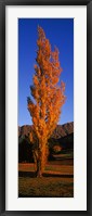Poplar tree on Golf Course, Queenstown, South Island, New Zealand Fine Art Print