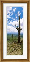 Saguaro cactus on a hillside, Tucson Mountain Park, Tucson, Arizona Fine Art Print