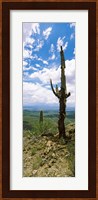 Saguaro cactus on a hillside, Tucson Mountain Park, Tucson, Arizona Fine Art Print