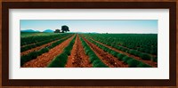 Harvested lavender field, Plateau De Valensole, Alpes-De-Haute-Provence, Provence-Alpes-Cote d'Azur, France Fine Art Print