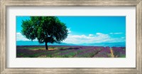 Tree in the middle of a Lavender field, Provence-Alpes-Cote d'Azur, France Fine Art Print