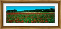 Poppies and sheep in a field, Provence-Alpes-Cote d'Azur, France Fine Art Print