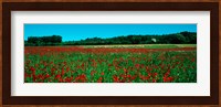 Poppies and sheep in a field, Provence-Alpes-Cote d'Azur, France Fine Art Print