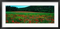 Poppies in a field, Provence-Alpes-Cote d'Azur, France Fine Art Print