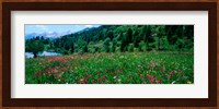 Wildflowers in a field at lakeside, French Riviera, France Fine Art Print
