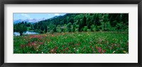 Wildflowers in a field at lakeside, French Riviera, France Fine Art Print
