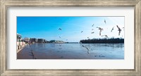 Flock of birds flying at Old Georgetown waterfront, Potomac River, Washington DC, USA Fine Art Print