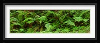Ferns in front of Redwood trees, Redwood National Park, California, USA Fine Art Print