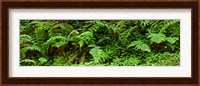 Ferns in front of Redwood trees, Redwood National Park, California, USA Fine Art Print