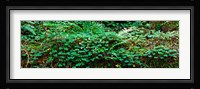 Clover and Ferns on downed Redwood tree, Brown's Creek Trail, Jedediah Smith Redwoods State Park, California, USA Fine Art Print