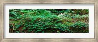Clover and Ferns on downed Redwood tree, Brown's Creek Trail, Jedediah Smith Redwoods State Park, California, USA Fine Art Print