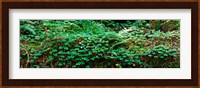 Clover and Ferns on downed Redwood tree, Brown's Creek Trail, Jedediah Smith Redwoods State Park, California, USA Fine Art Print