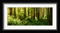 Ferns and Redwood trees in a forest, Redwood National Park, California, USA Fine Art Print